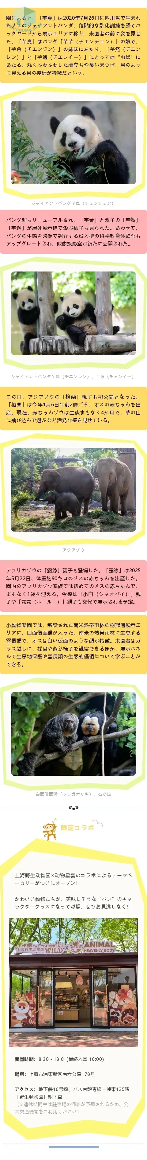 上海野生動物園、新パンダ「芊真」お披露目！限定パンダパンも人気に